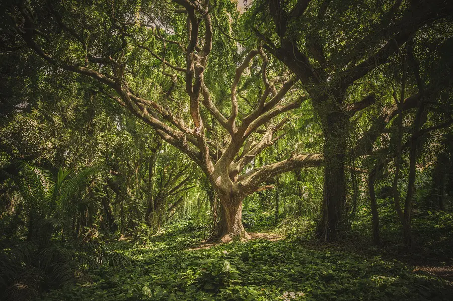 Gites Broceliande